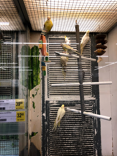 Bird shops Lille