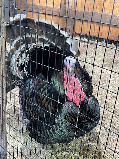 Amusement Center «Maris Farms», reviews and photos, 25001 Sumner Buckley Hwy, Buckley, WA 98321, USA