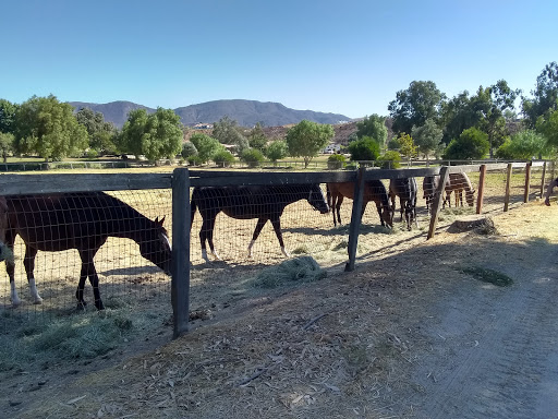 Horse breeder Murrieta