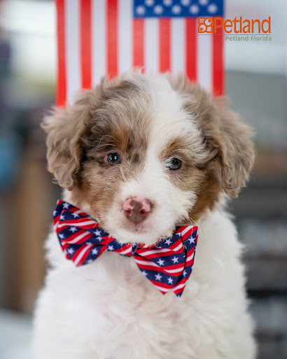 Pet Supply Store «Petland Tyler», reviews and photos, 4512 S Broadway Ave, Tyler, TX 75703, USA