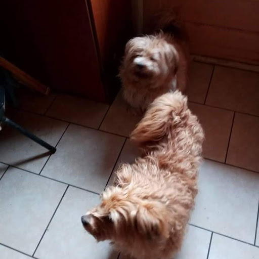 Pet Groomer «Aspen Grooming & Pet Supply», reviews and photos, 2403 Santa Fe Dr # 6, Pueblo, CO 81006, USA