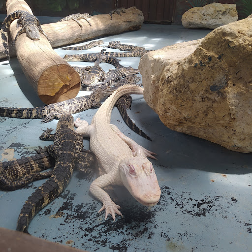 Theme Park «Fun Spot America Theme Parks-Orlando», reviews and photos, 5700 Fun Spot Way, Orlando, FL 32819, USA