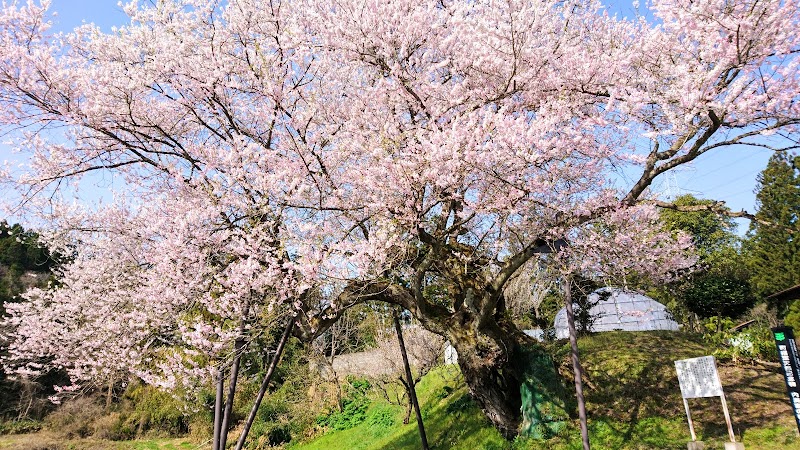内海家の種まき桜