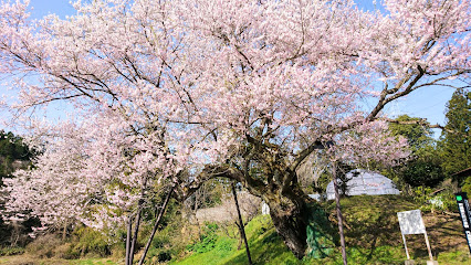 内海家の種まき桜