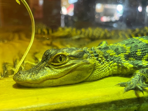 Restaurant «Fudpuckers Beachside Bar & Grill», reviews and photos, 20001 Emerald Coast Pkwy, Destin, FL 32541, USA