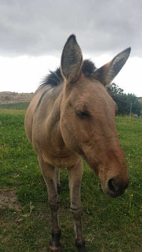 Winery «Tunnel Hill Winery», reviews and photos, 37 US-97 ALT, Chelan, WA 98816, USA