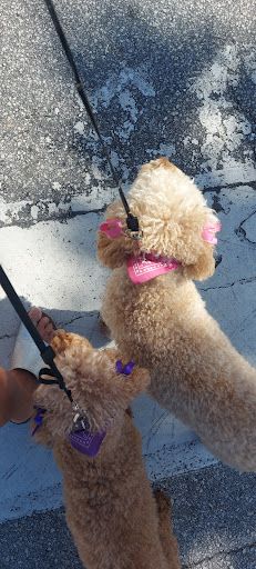 Clothing Store «Ross Dress for Less», reviews and photos, 1425 E Hallandale Beach Blvd, Hallandale Beach, FL 33009, USA