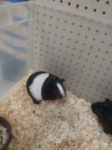 Pet Store «Pet Haven», reviews and photos, 37396 Van Dyke, Sterling Heights, MI 48312, USA