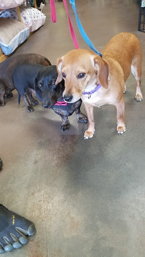 Pet Supply Store «Unleashed the Dog & Cat Store», reviews and photos, 7414 Creedmoor Rd, Raleigh, NC 27613, USA