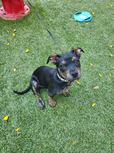 Pet Supply Store «EarthWise Pet Supply East Village», reviews and photos, 1051 Market St, San Diego, CA 92101, USA