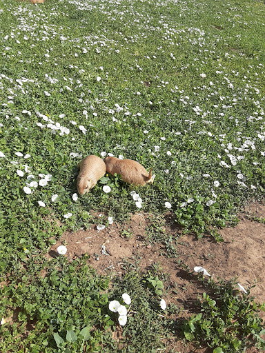 Wildlife Park «Prairie Dog Town», reviews and photos, MacKenzie Park Rd, Lubbock, TX 79401, USA