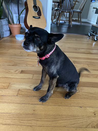 Boutique «Coastal Canine Grooming & Boutique», reviews and photos, 253 Naugatuck Ave, Milford, CT 06460, USA