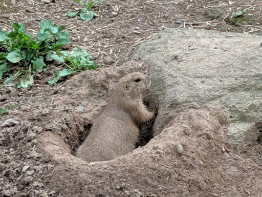 Recreation Center «Go Ape Zip Line & Treetop Adventure - Lums Pond State Park», reviews and photos, 1042 Howell School Rd, Bear, DE 19701, USA