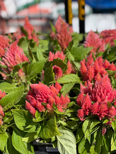 Hardware Store «Antioch Ace Hardware», reviews and photos, 501 Sunset Dr, Antioch, CA 94509, USA