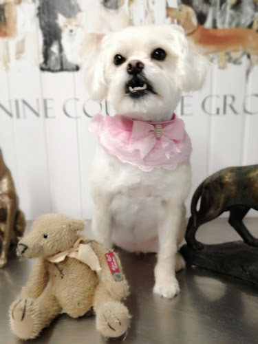 Canine Couture Grooming Salon - Shopping mall