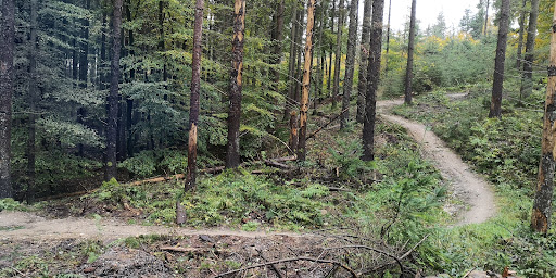 Det blå spor i Roldskov in Skørping, Rebild