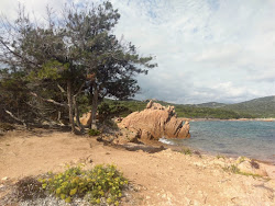 Ricci Beach'in fotoğrafı vahşi alan