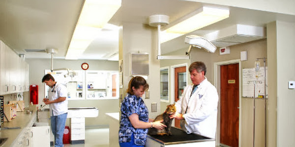 Animal Medical Care