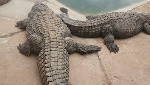 Thaba Kwena Crocodile Farm