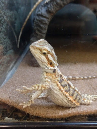 Pet Supply Store «Petco Animal Supplies», reviews and photos, 4012 W 27th Ave, Kennewick, WA 99337, USA