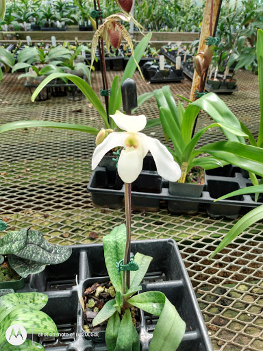 Florist «Little Brook Orchids», reviews and photos, 25 Rider Ave, Lancaster, PA 17603, USA