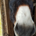 Photo n°6 de l'avis de Rocco.f fait le 04/01/2019 à 06:54 sur le  Tenuta Cerreto à Calvi Risorta