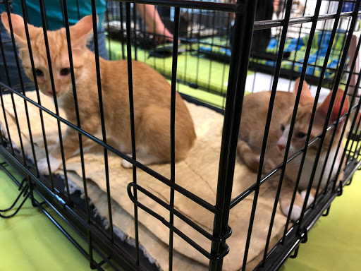 Pet Supply Store «PetSmart», reviews and photos, 12142 Jefferson Ave, Newport News, VA 23602, USA