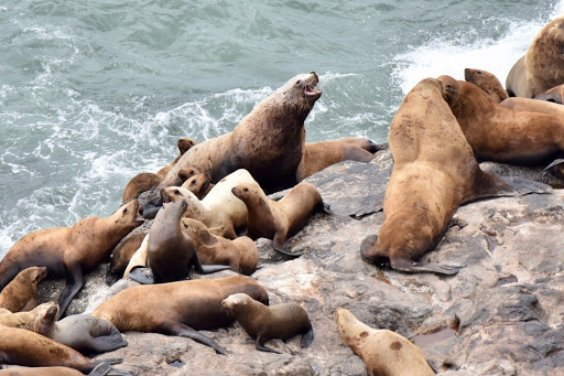 Tourist Attraction «Sea Lion Caves», reviews and photos, 91560 US-101, Florence, OR 97439, USA
