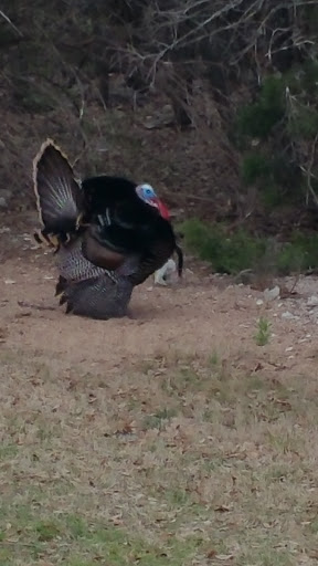 Golf Course «Cowan Creek Golf Club», reviews and photos, 1433 Cool Spring Way, Georgetown, TX 78633, USA