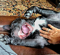 Mermaid & Bear Pet Concierge - Photo 4 - Car repair in , Port St. Lucie