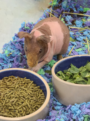 Pet Supply Store «Pet Supermarket», reviews and photos, 3201 Macon Rd #163, Columbus, GA 31906, USA