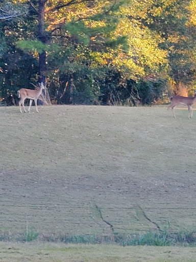 Golf Course «Grand Bear Golf Course», reviews and photos, 12040 Grand Way Blvd, Saucier, MS 39574, USA