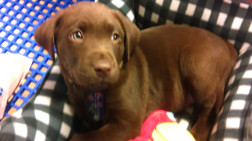 Pet adoption places in Nashville