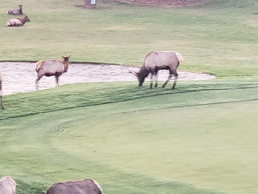 Golf Course «Mariana Butte Golf Course», reviews and photos, 701 Clubhouse Dr, Loveland, CO 80537, USA