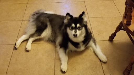 Doggy Doo & Kitty's Too