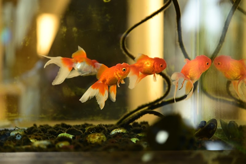 金魚の館 熊本県長洲町長洲 コミュニティ センター グルコミ
