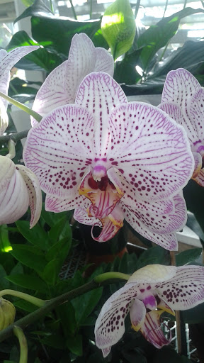 Museum «Reynolda House Museum of American Art», reviews and photos, 2250 Reynolda Rd, Winston-Salem, NC 27106, USA