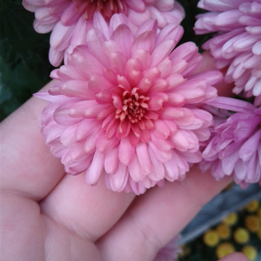 Home Improvement Store «The Home Depot», reviews and photos, 5410 Perkiomen Ave, Reading, PA 19606, USA