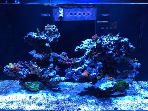 Pro Reef Aquatics image 7