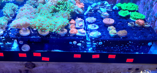 Pet Store «Aquarium & Reef Center», reviews and photos, 231 Del Prado Blvd, Cape Coral, FL 33990, USA