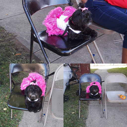 Pet Supply Store «Bully Zone Pet Supplies & Pet Grooming», reviews and photos, 1409 McCarter Hwy, Newark, NJ 07104, USA