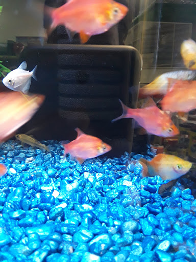 Pet Store «Animal Lovers Pet Shop», reviews and photos, 24028 Vista Montana, Torrance, CA 90505, USA