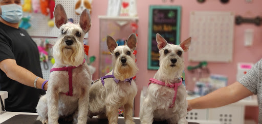 Pet Groomer «Furry Tails Pet Grooming», reviews and photos, 865 Cypress Pkwy, Poinciana, FL 34759, USA