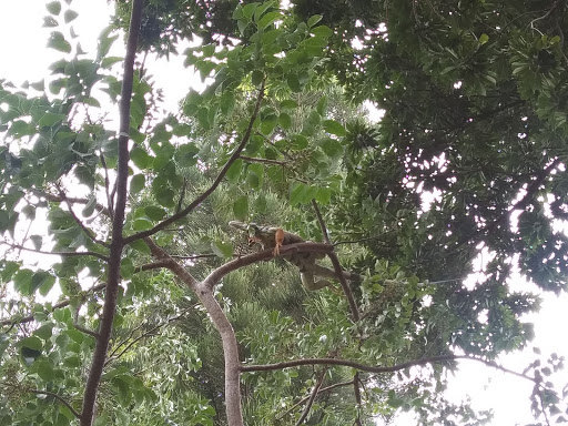 Park «Flamingo Park», reviews and photos, 1200 Meridian Ave, Miami Beach, FL 33139, USA