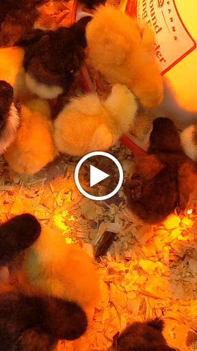 Home Improvement Store «Tractor Supply Co.», reviews and photos, 862 NJ-45, Pilesgrove, NJ 08098, USA