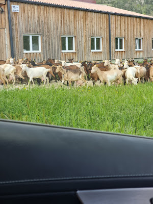 Gaec Zingaran, la bergerie chez Clovis à Mornans