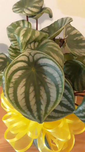 Home Improvement Store «The Home Depot», reviews and photos, 951 Oak Forest Ln, Myrtle Beach, SC 29577, USA