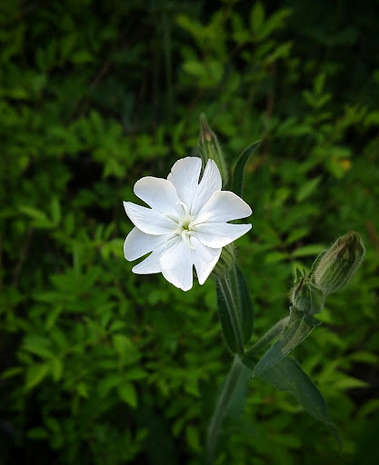 State Park «Goosepond Mountain State Park», reviews and photos, 1198 New York 17M, Chester, NY 10918, USA