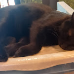 Photo n°13 de l'avis de Liana. fait le 04/12/2022 à 19:54 sur le  Dr. Cat - Pet Lounge Bistrot à Brescia