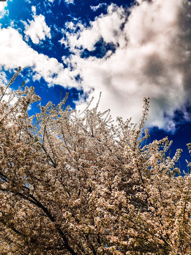 Tourist Attraction «NatureScaping Wildlife Botanical Gardens», reviews and photos, 11000 NE 149th St, Brush Prairie, WA 98606, USA